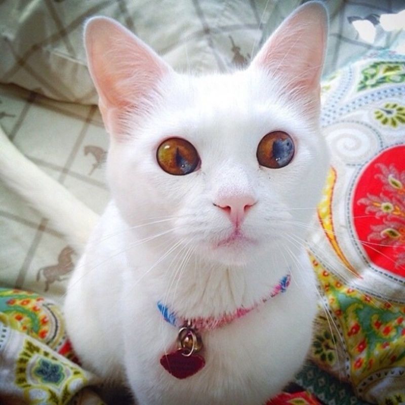 chat-jolis-yeux3.jpg