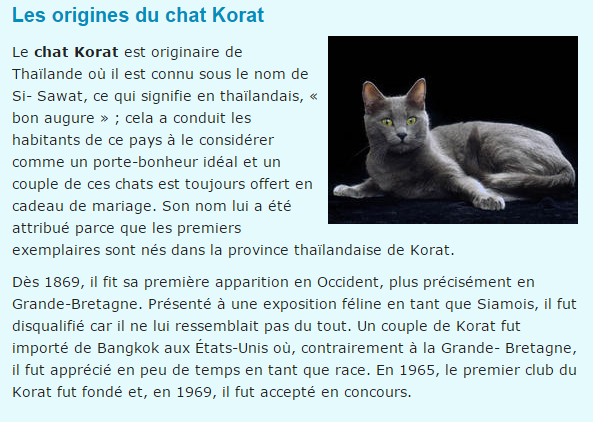 chat-korat-texte.png
