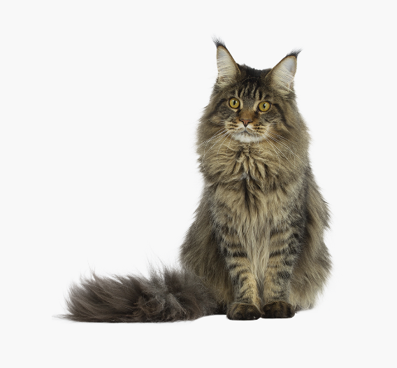chat-maine-coon-1.png