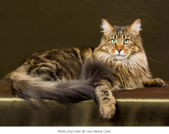 chat-maine-coon-photo1.png