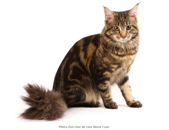 chat-maine-coon-photo2.png