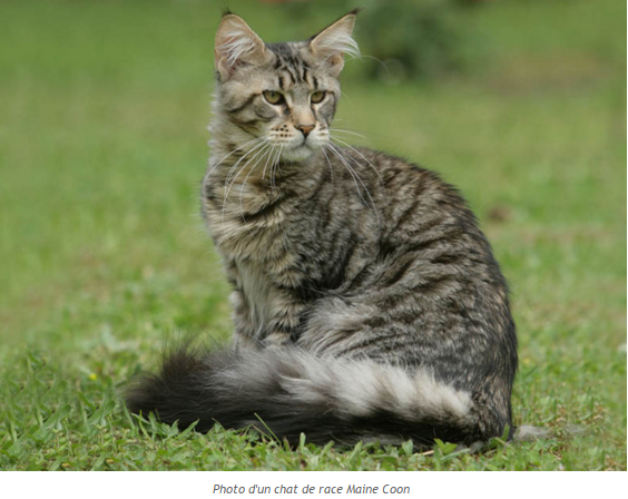 chat-maine-coon-photo3.png
