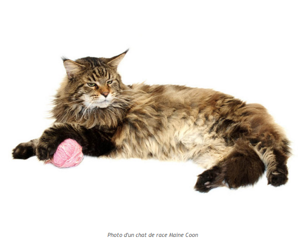 chat-maine-coon-photo4.png