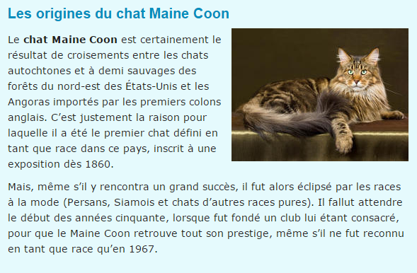 chat-maine-coon-texte.png