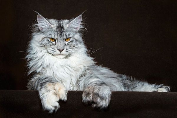 chat-maine-coon1.jpg