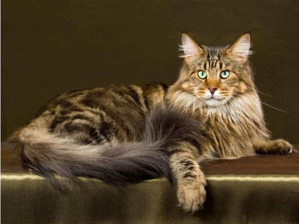 chat-maine-coon1.png