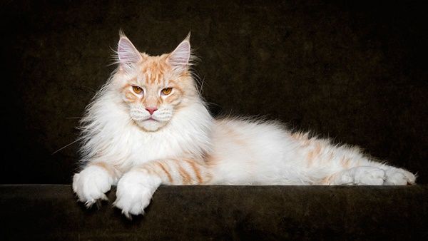 chat-maine-coon10.jpg