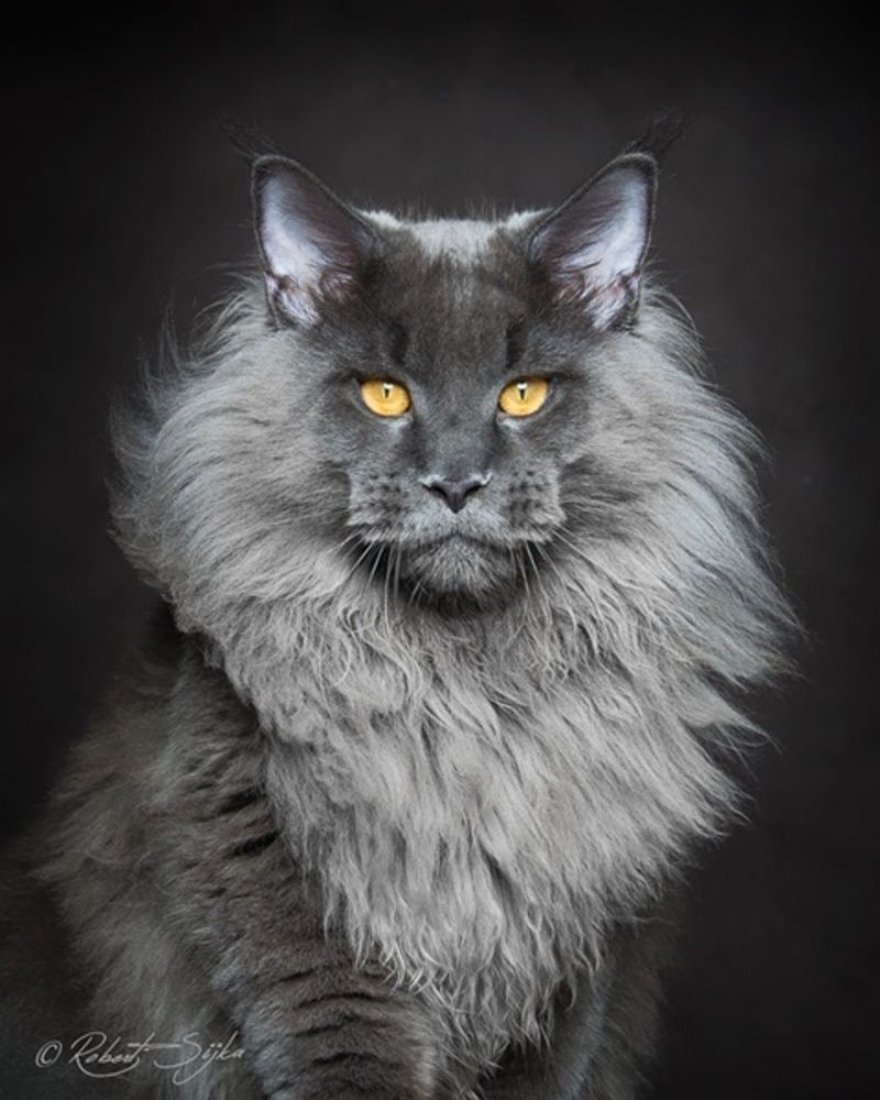 chat-maine-coon11.jpg