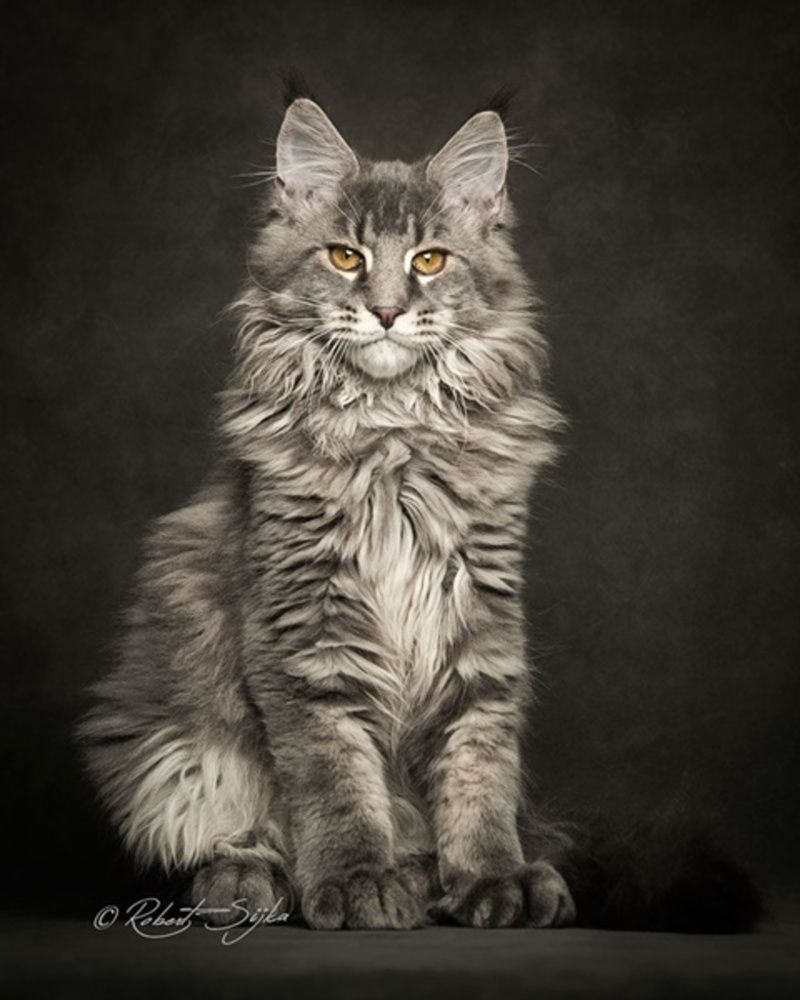 chat-maine-coon12.jpg