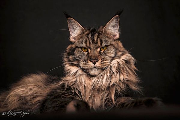 chat-maine-coon13.jpg