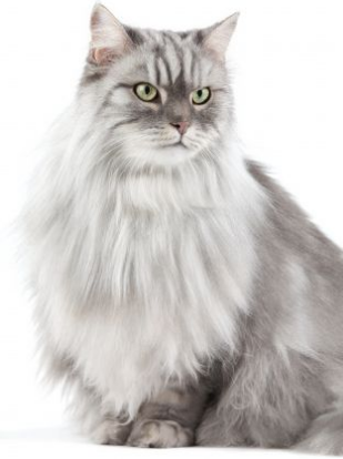 chat-maine-coon1_1.png