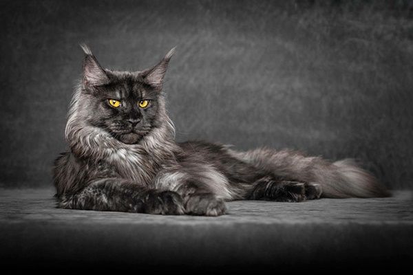 chat-maine-coon2.jpg