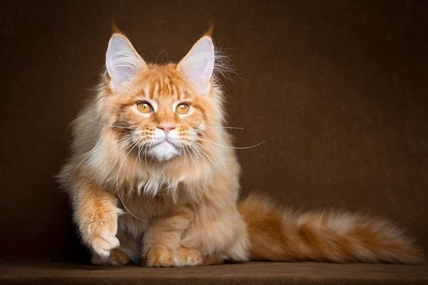 chat-maine-coon3.jpg