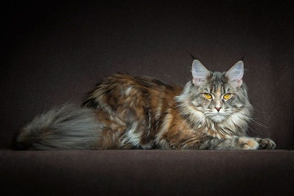 chat-maine-coon4.jpg