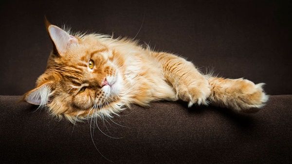 chat-maine-coon7.jpg