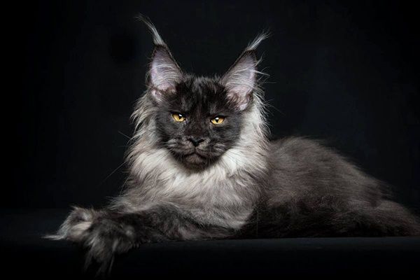 chat-maine-coon8.jpg