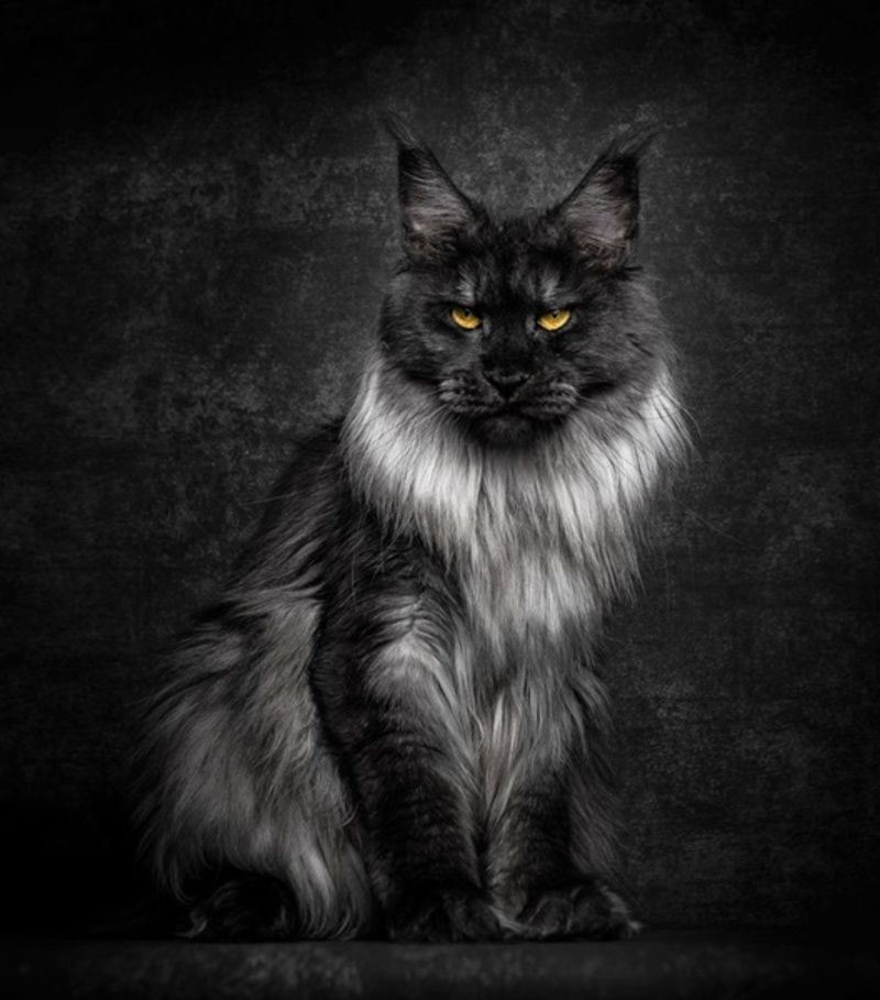 chat-maine-coon9.jpg
