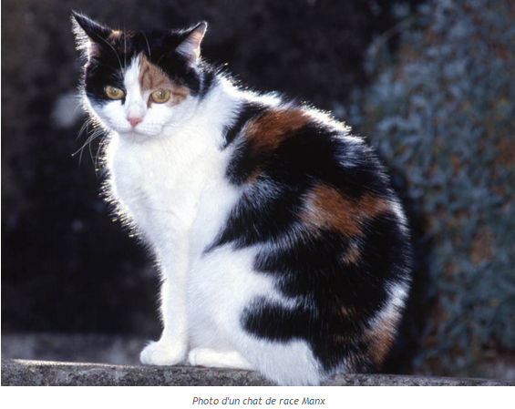 chat-manx-photo2.png