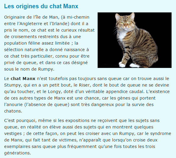 chat-manx-texte.png