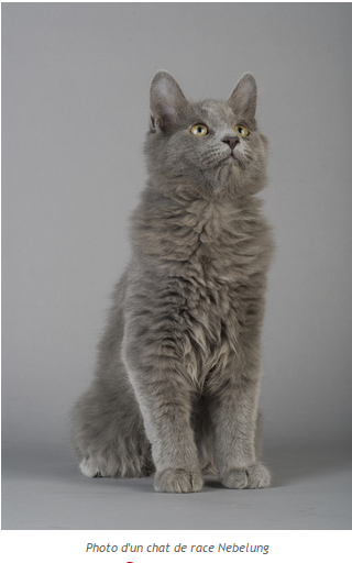 chat-nebelung-photo.png