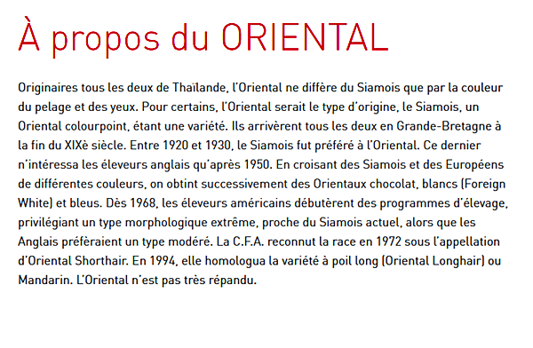 chat-oriental-texte.png