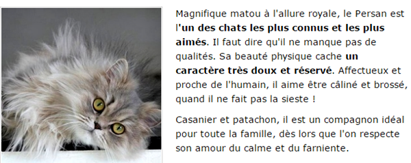 chat-persan-titre.png