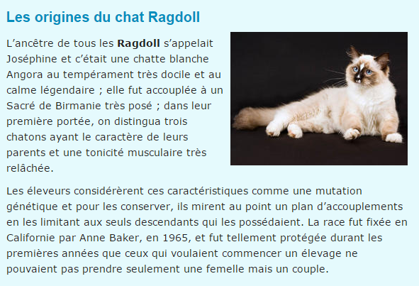 chat-ragdoll-texte2.png