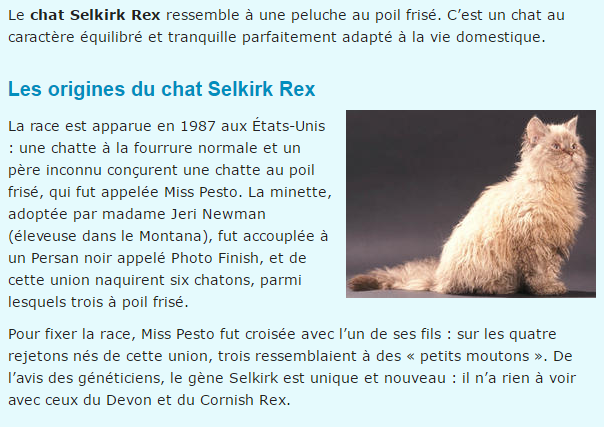 chat-selkirk-titre.png