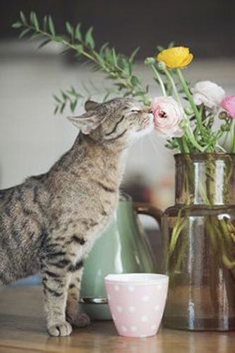 chat-sent-fleurs.jpg