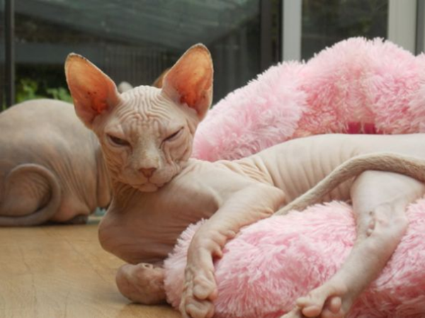 chat-sphynx-cher-photo.png