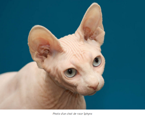 chat-sphynx-photo-2.png
