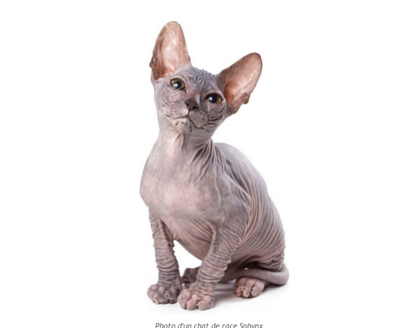 chat-sphynx-photo-3.png