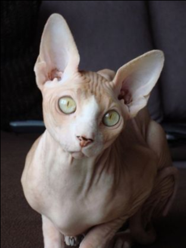 chat-sphynx0.png