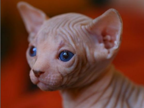 chat-sphynx_1.png