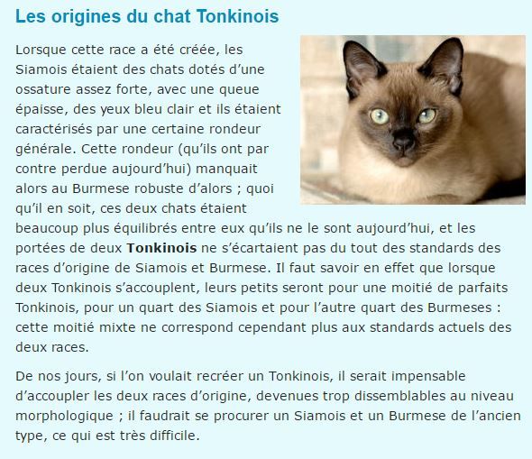 chat-tonkinois-note-texte2.jpg