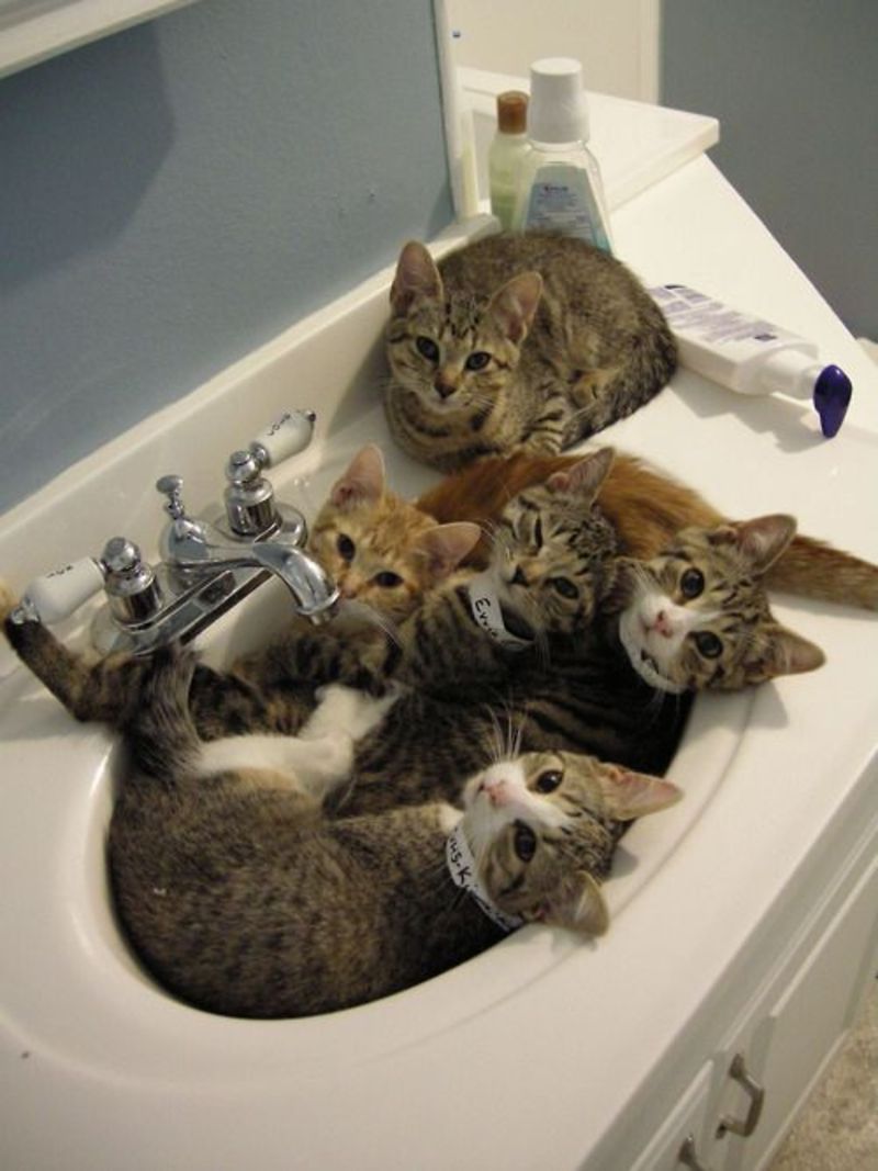 chat-tous-a-la-challe-de-bain.jpg