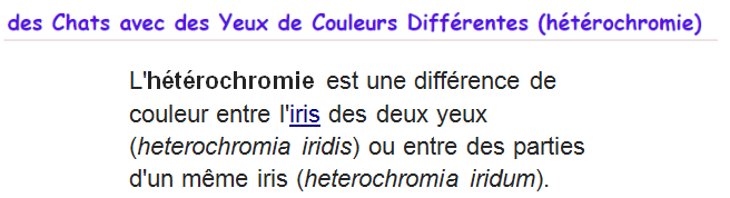 chat-yeux-couleurs-differentes.png
