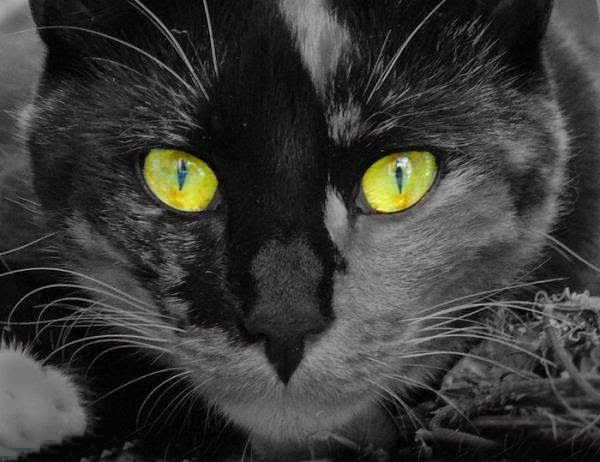 chat-yeux-magnifiques.jpg