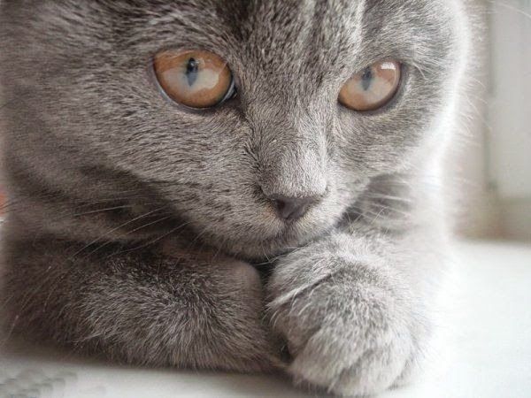 chat-yeux-marrons.jpg