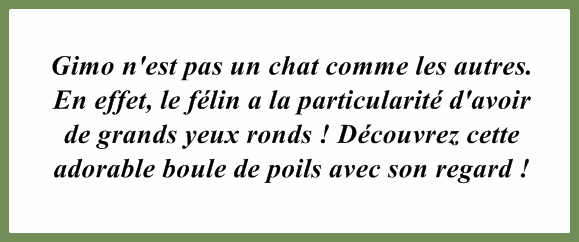 chat-yeux-ronds-texte.png