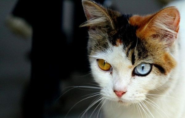 chat-yeux18.jpg