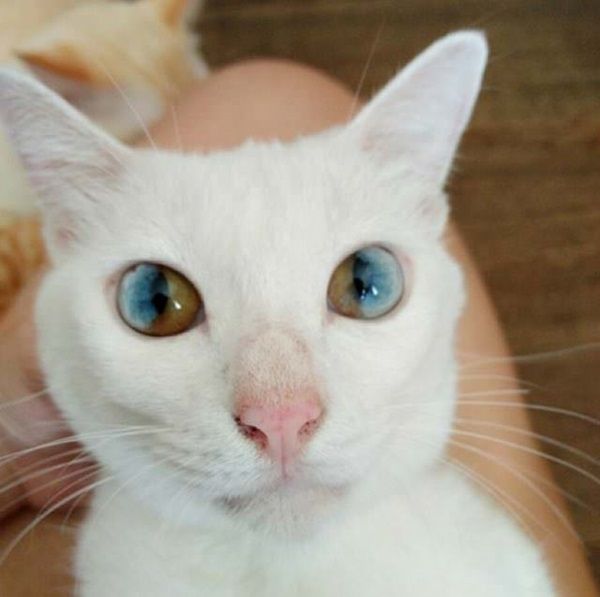 chat-yeux43.jpg