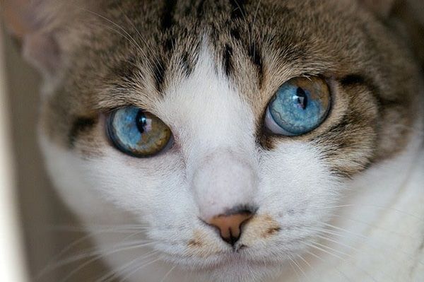 chat-yeux45.jpg