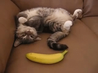 chaton-banane.gif