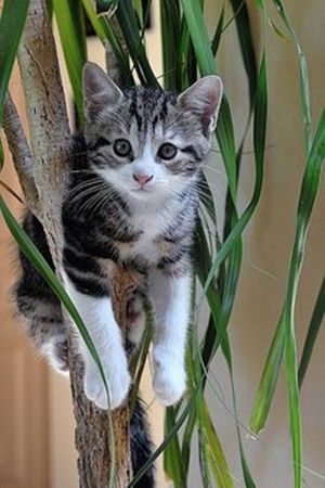 chaton-dans-plante.jpg