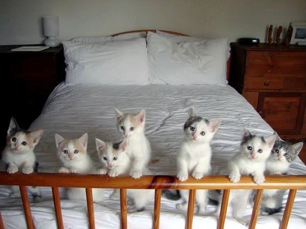 chatons-famille.jpg