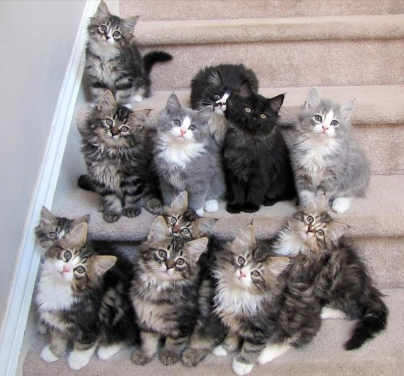 chatons-famille.png