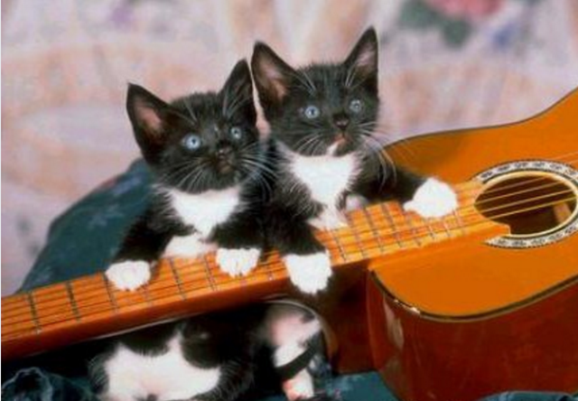 chatons-futurs-musiciens.png