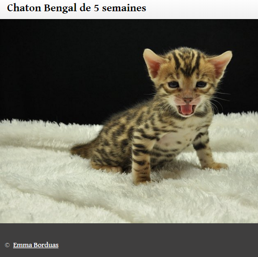 chatons-mignons10.png