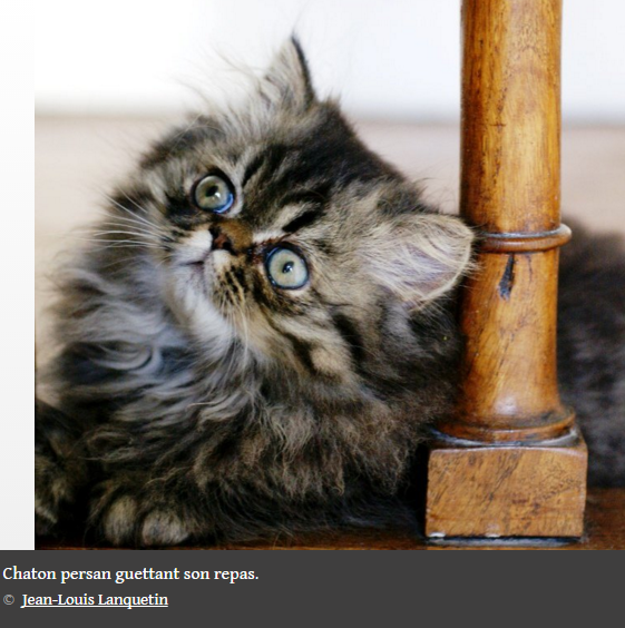 chatons-mignons4.png